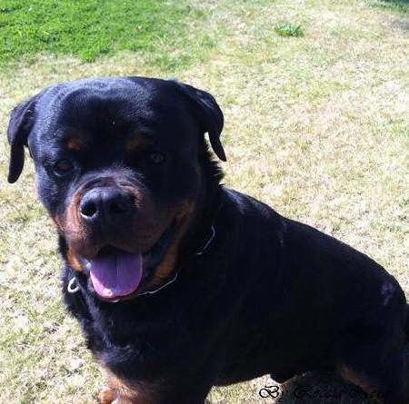 Arko - Roccia Nera